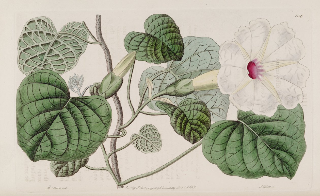 Ipomoea albivenia af John Lindley