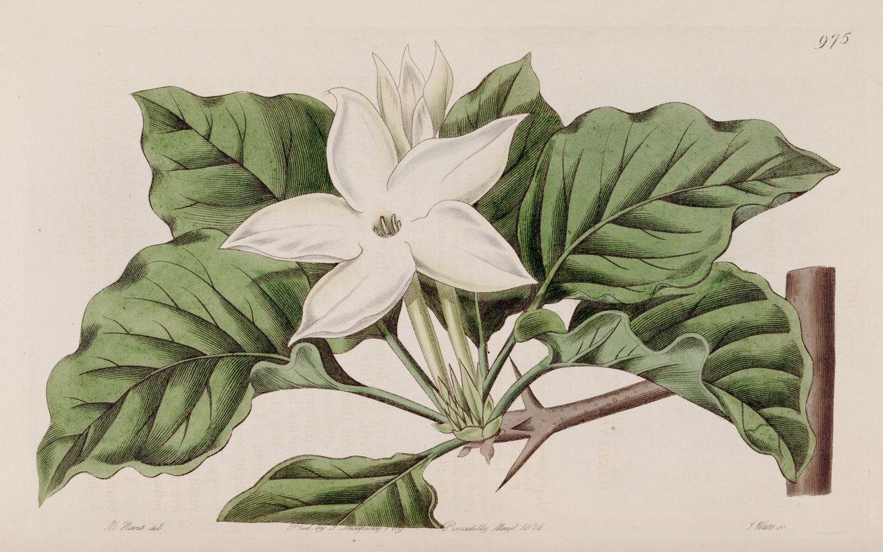Gardenia i nærheden af Lindley