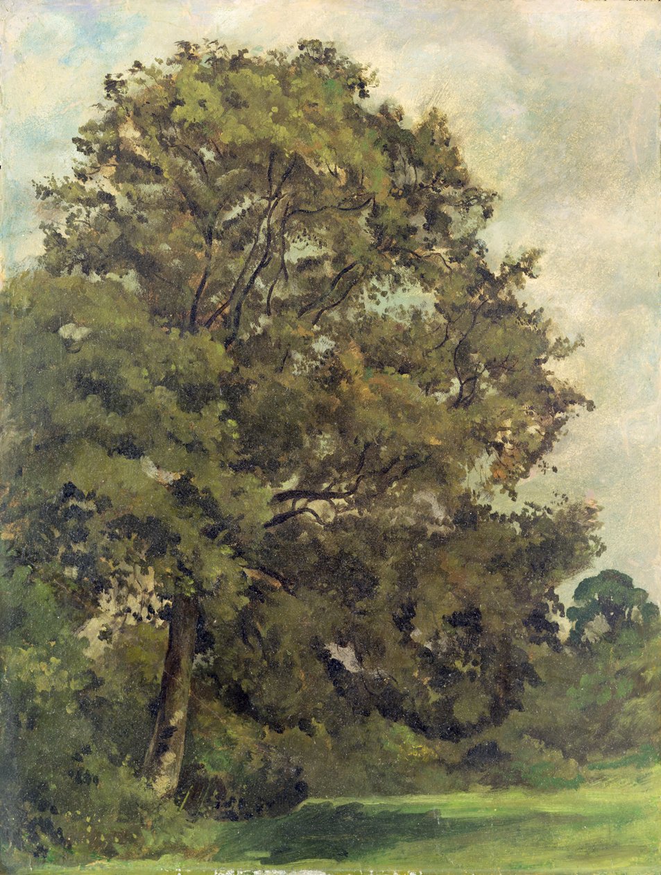 Studie af et asketræ, ca. 1851 (olie på papir på panel) af Lionel Constable