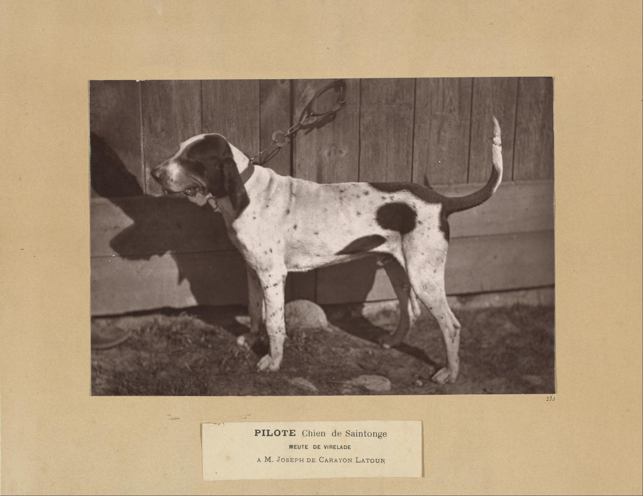 Pilote, Chien de Saintonge, Meute de Virelade, A.M. Joseph de Carayon Latour af Leon Cremiere