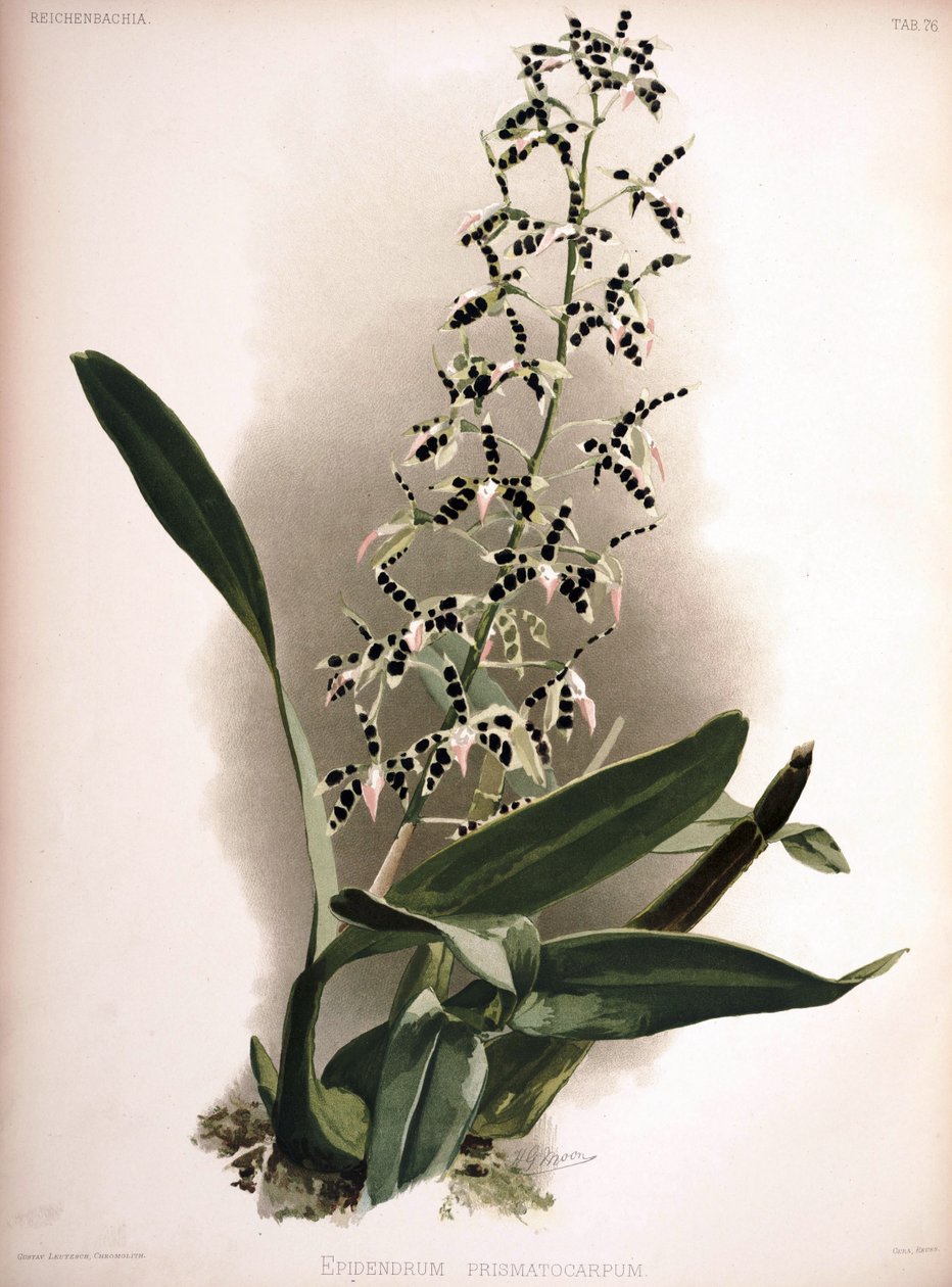 Prosthechea prismatocarpa som syn .: Epidendrum prismatocarpum af London H. Sotheran and Co.