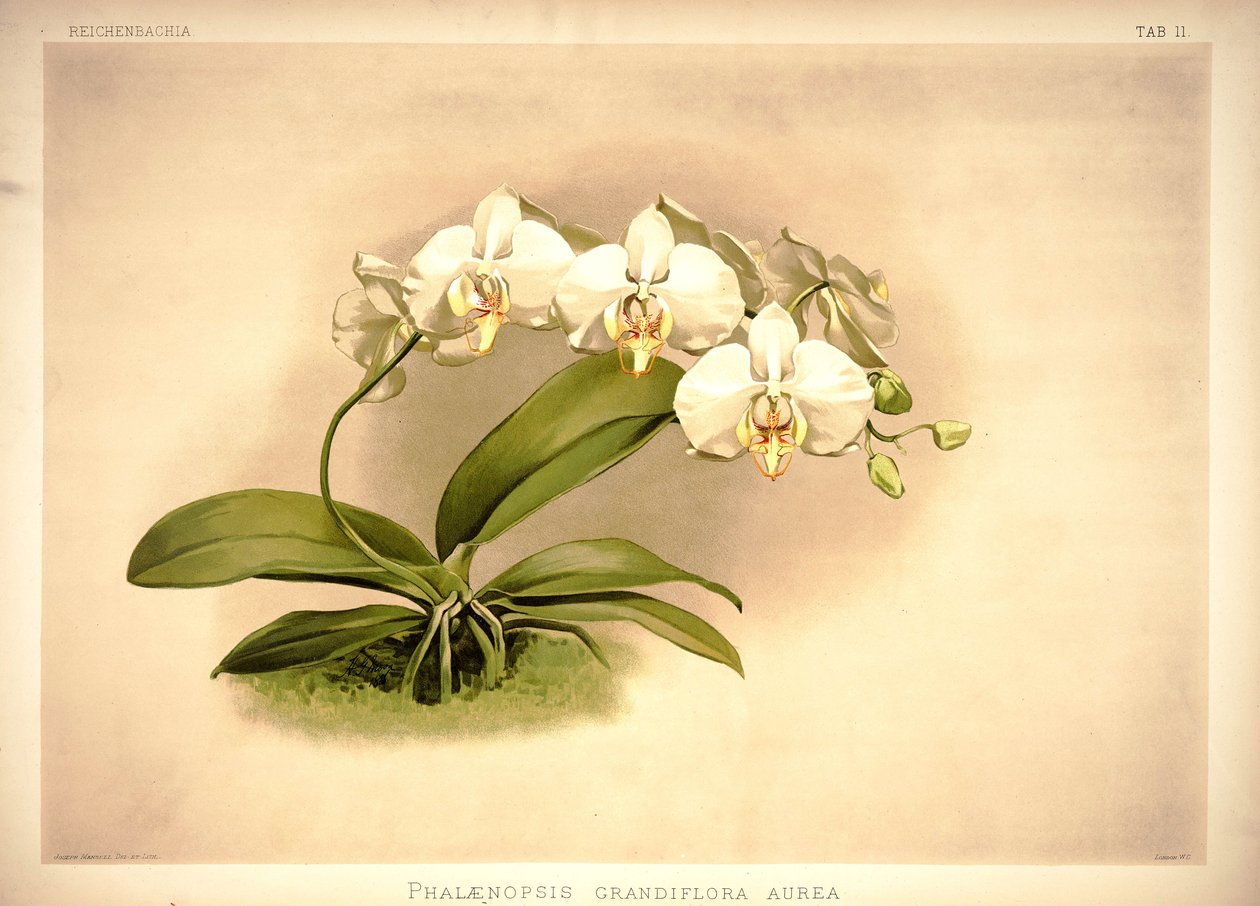 Phalenopsis behagelig af London H. Sotheran and Co.