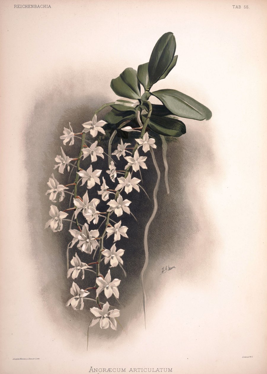 Aerangis articulata, syn .: Angraecum articulatum af London H. Sotheran and Co.