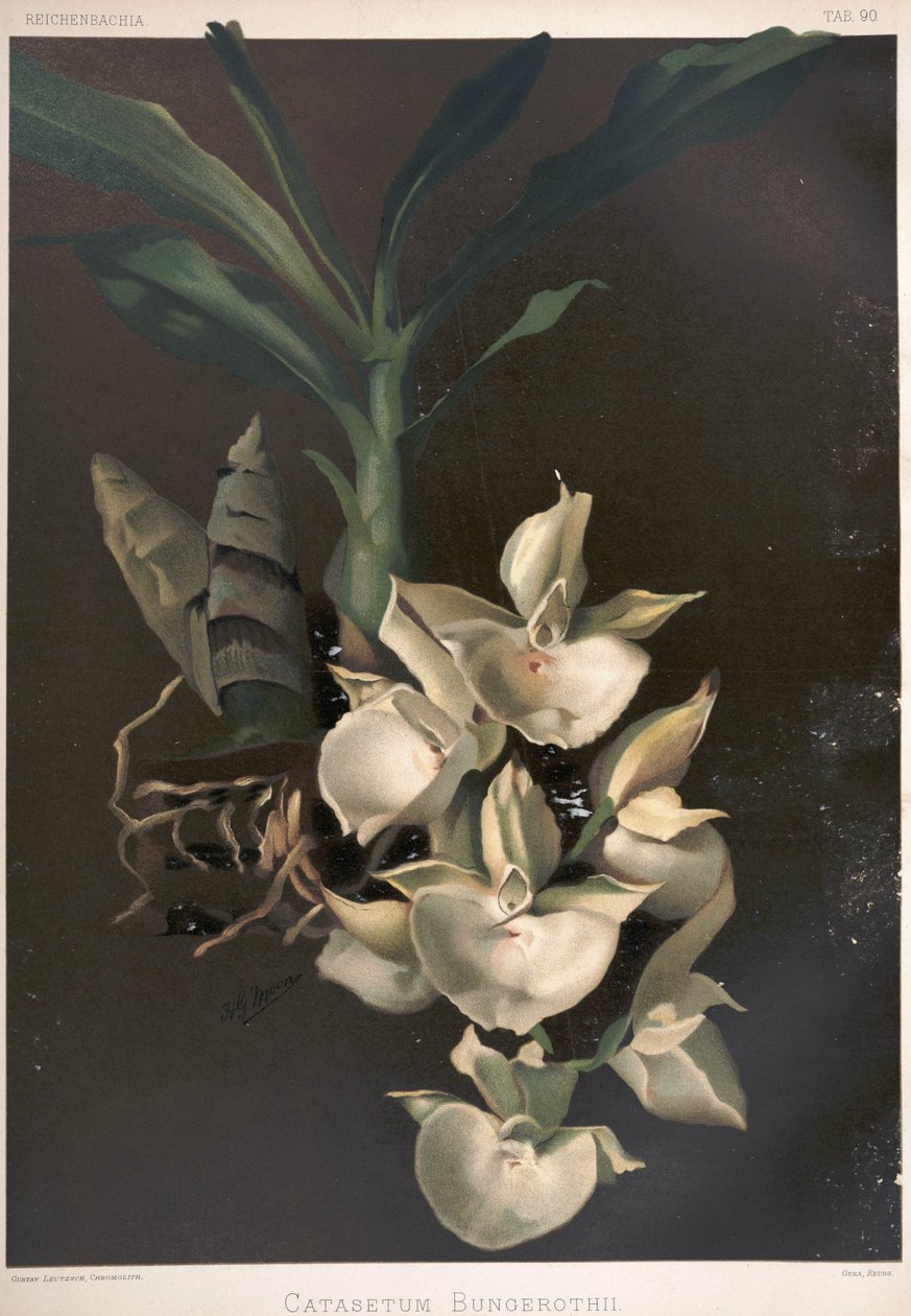 Catasetum pileatum som syn: Catasetum bungerothii af London H. Sotheran and Co.