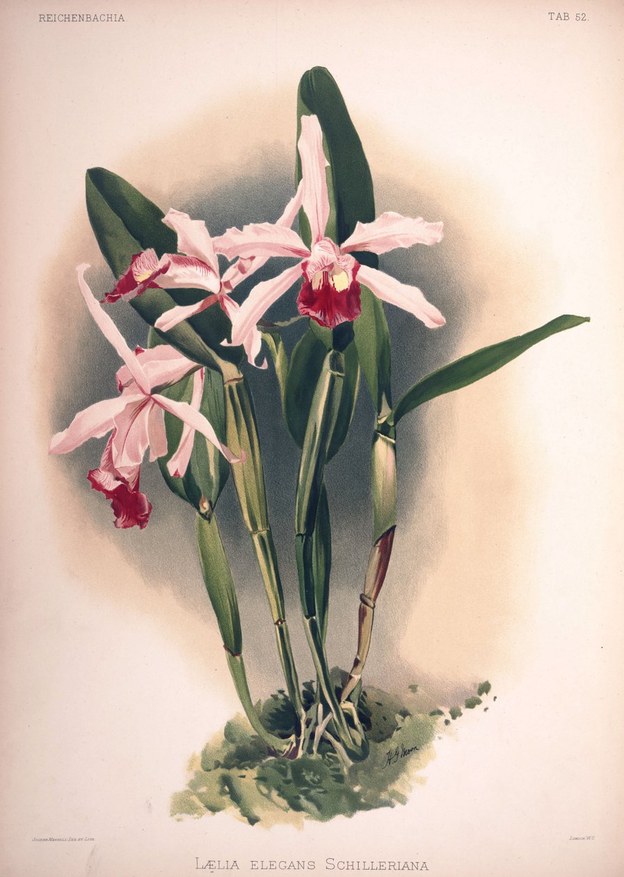 Cattleya × elegans, synonym: Laelia × elegans var. schilleriana af London H. Sotheran and Co.