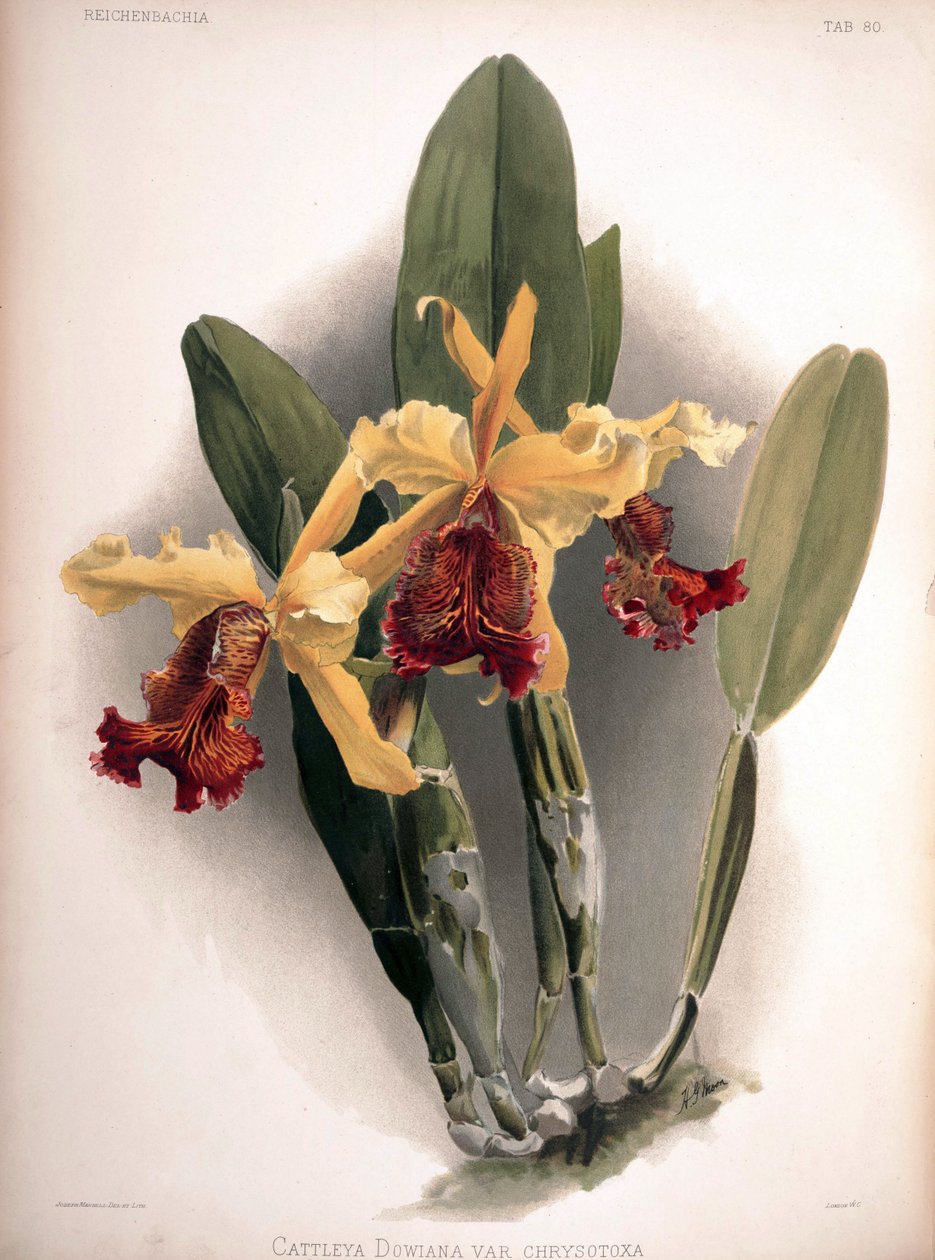Cattleya dowiana var. aurea som syn .: Cattleya dowiana var. chrysotoxa af London H. Sotheran and Co.