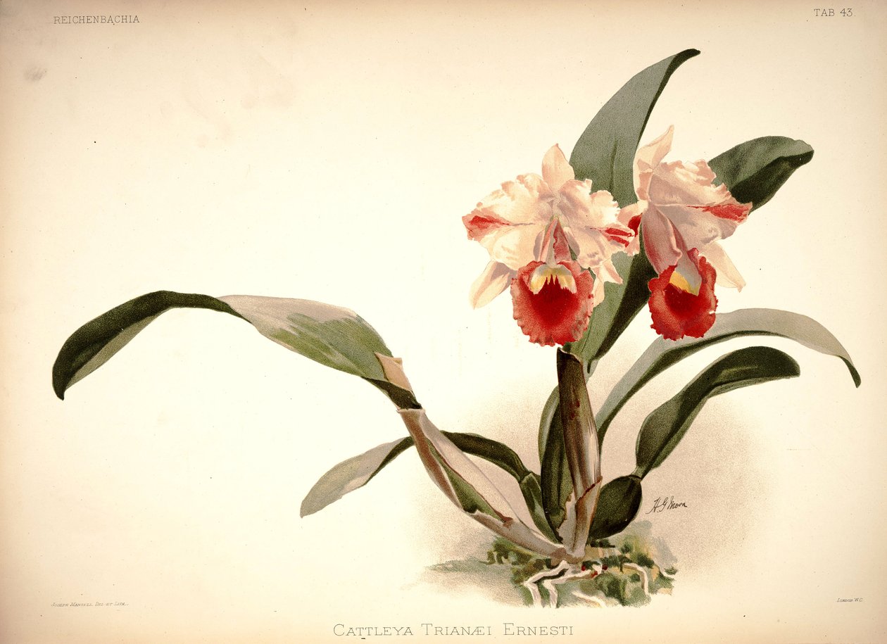 Cattleya trianae af London H. Sotheran and Co.