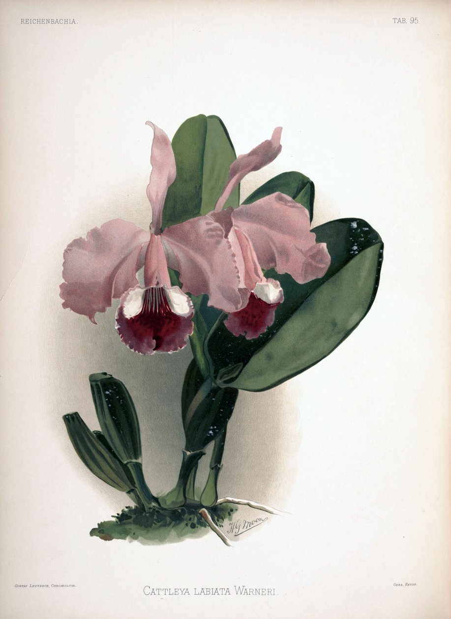 Cattleya warneri som syn.: Cattleya labiata var. warneri af London H. Sotheran and Co.