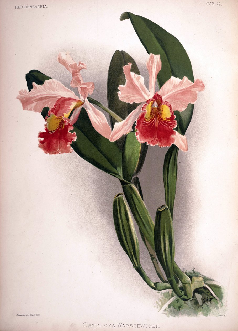 Cattleya warscewiczii af London H. Sotheran and Co.