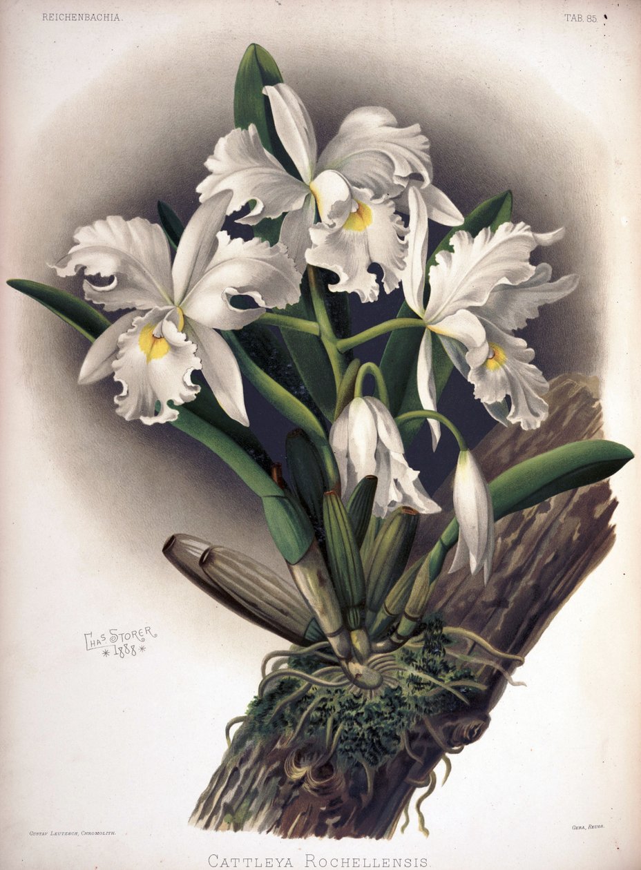 Cattleya warscewiczii som syn: Cattleya warscewiczii f. rochellensis af London H. Sotheran and Co.
