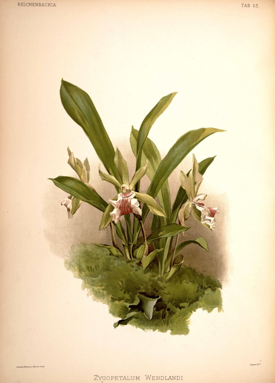 Cochleanthes aromatica, syn .: Zygopetalum wendlandii af London H. Sotheran and Co.