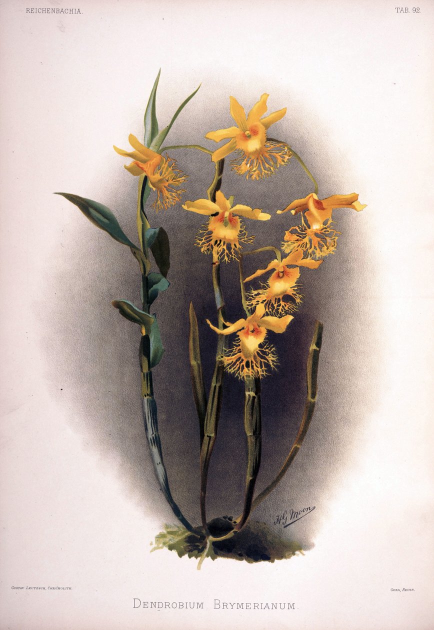 Dendrobium brymerianum af London H. Sotheran and Co.