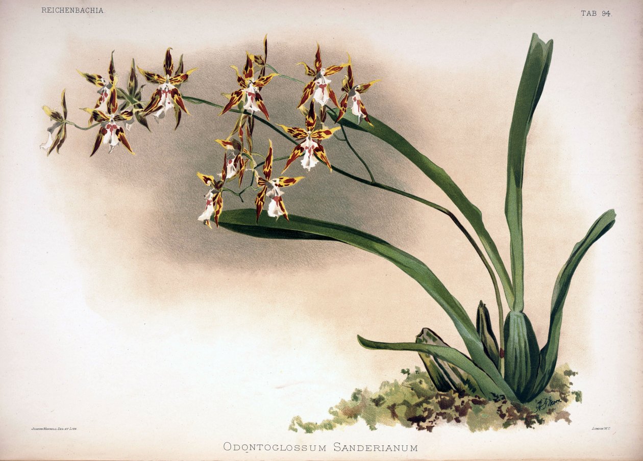 Odontoglossum constrictum som syn .: Odontoglossum sanderianus af London H. Sotheran and Co.