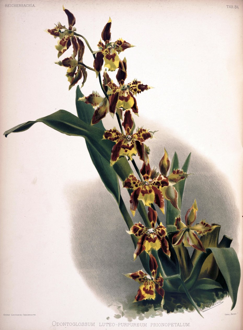 Odontoglossum luteopurpureum af London H. Sotheran and Co.