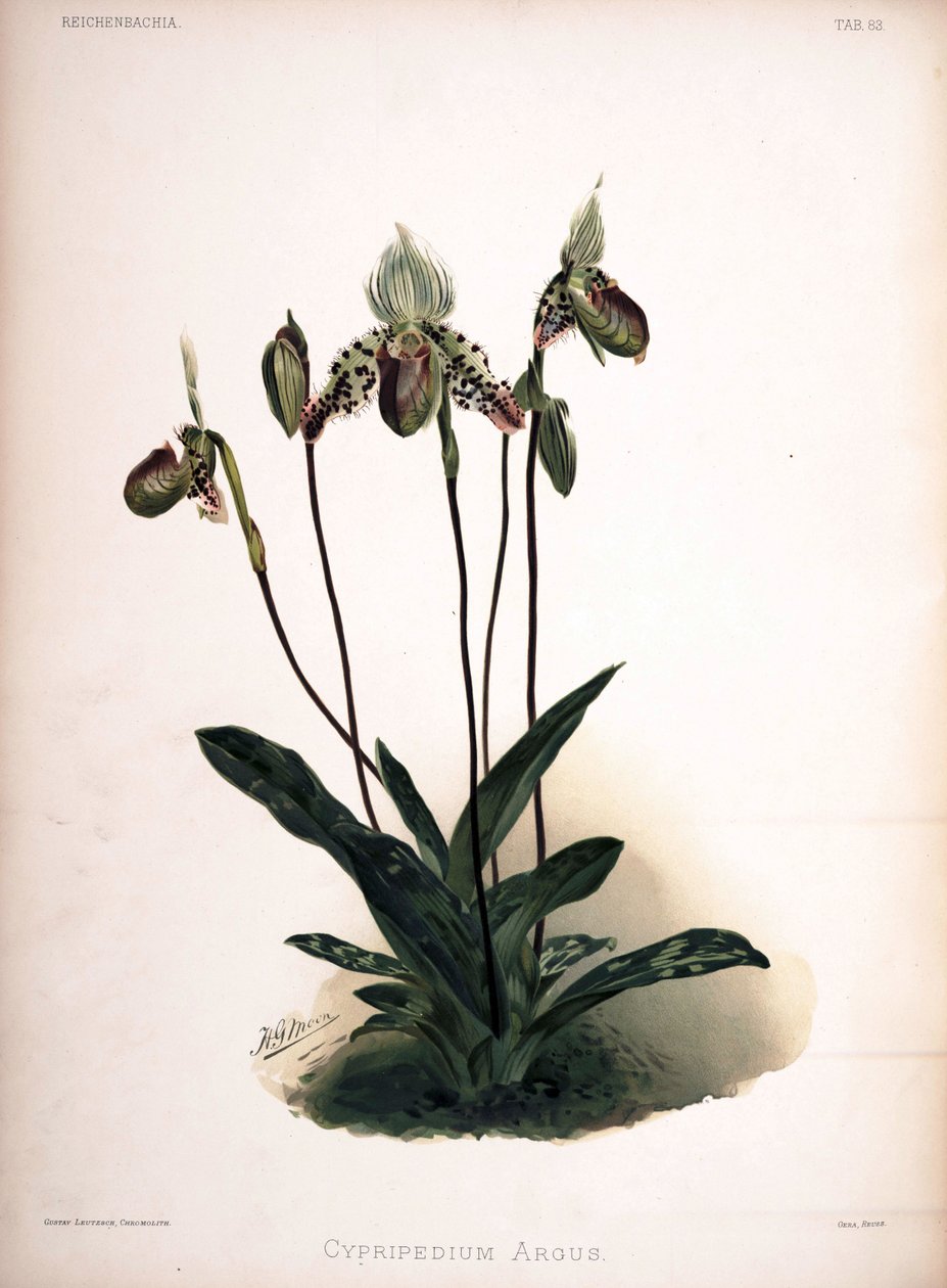 Paphiopedilum argus som syn: Cypripedium argus af London H. Sotheran and Co.