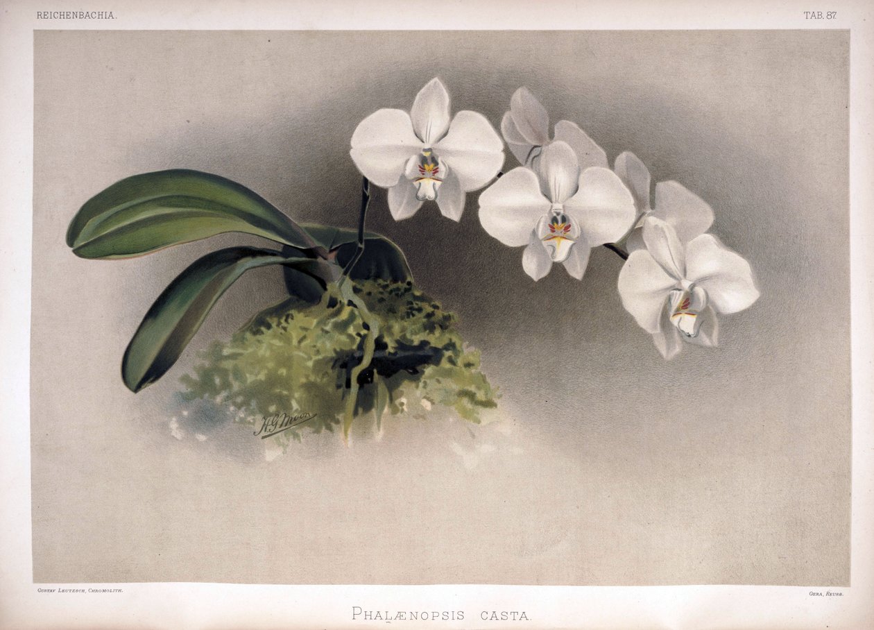 Phalaenopsis × leucorrhoda som syn af London H. Sotheran and Co.