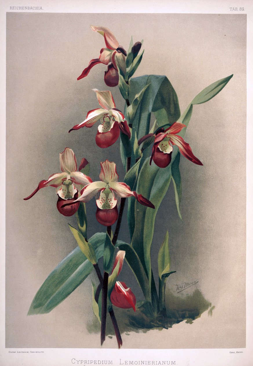 Phragmipedium × sedenii as syn: Cypripedium × lemoinierianum af London H. Sotheran and Co.