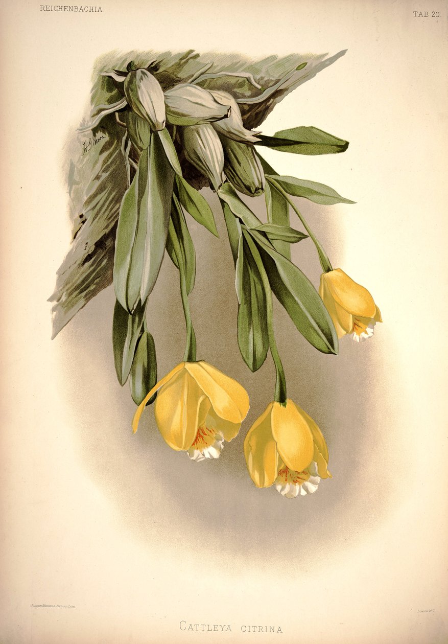 Prosthechea citrina   (som: Cattleya citrina) af London H. Sotheran and Co.