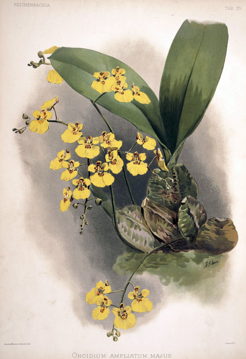 Rossioglossum forstærket som syn .: Oncidium ampliatum var. større af London H. Sotheran and Co.
