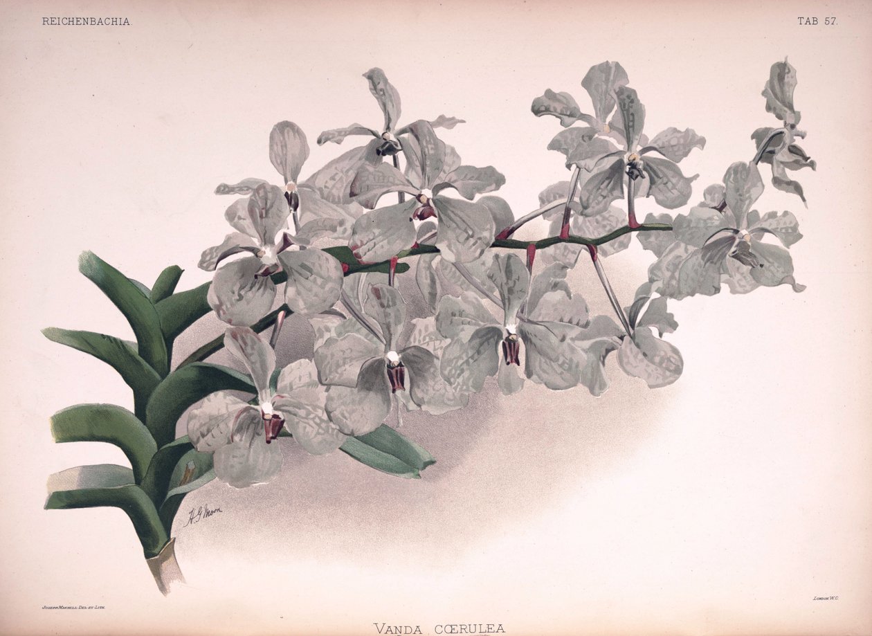 Vanda coerulea af London H. Sotheran and Co.