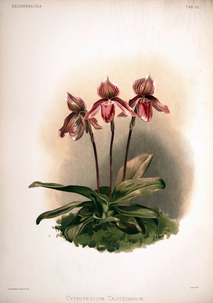 Cypripedium × tautzianum cultivar = (Paphiopedilum barbatum × Paphiopedilum niveum) af London H. Sotheran and Co.