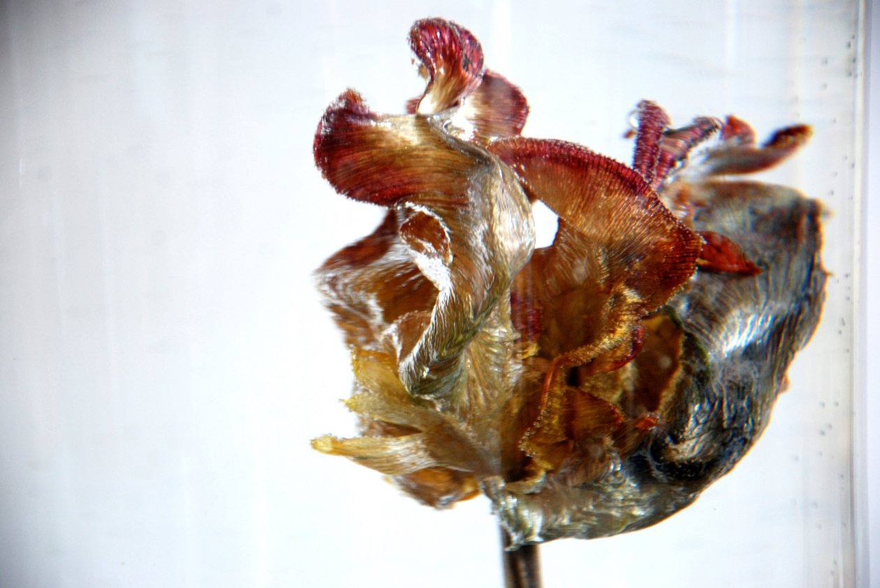 Vandtulipan 4, 2013, fotografi af Lou Gibbs