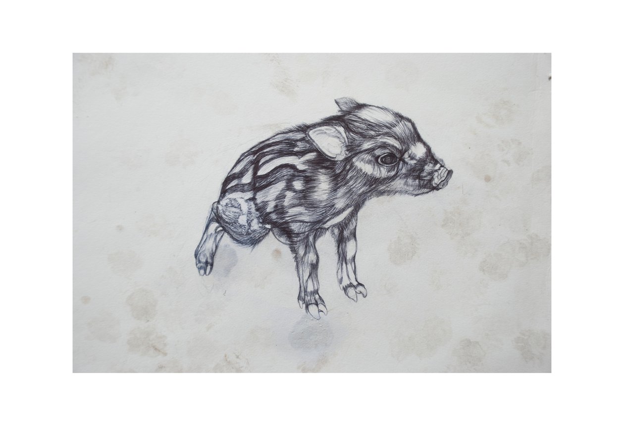 Lille gris, 2015, (bic biro på papir) af Lou Gibbs