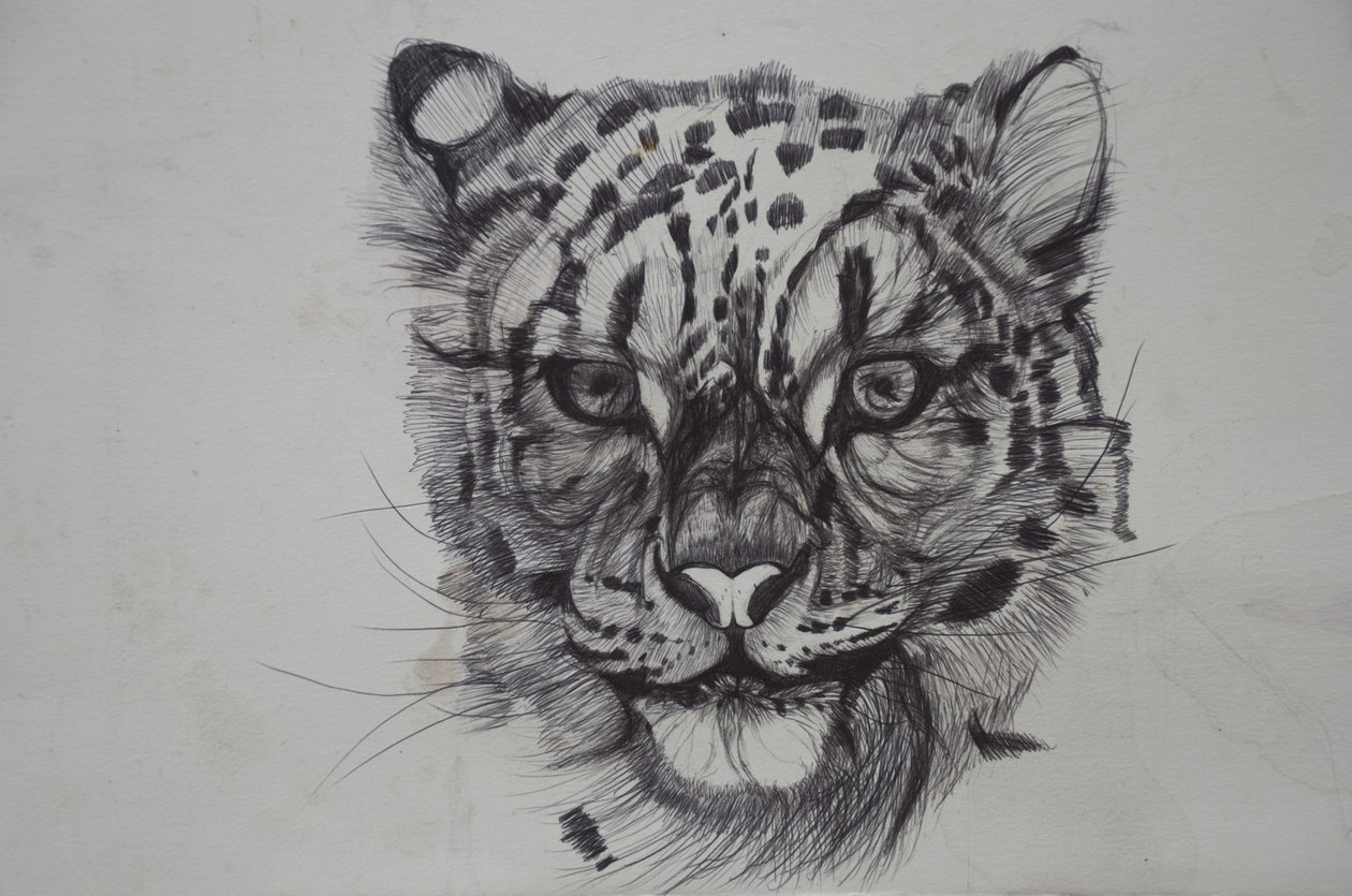 Snow Leopard,2016,(bic biro på papir) af Lou Gibbs