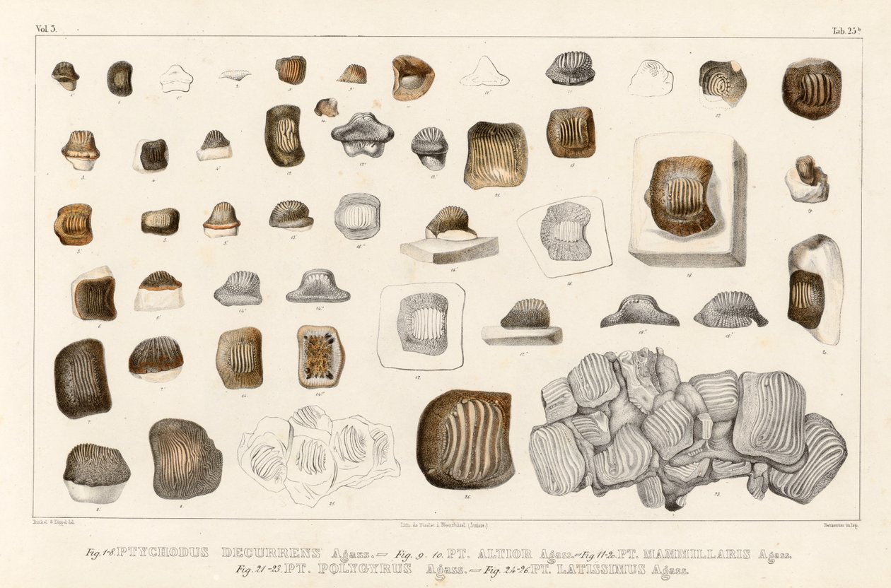 Tabel 25b i bind 3 (forskning om fossile fisk), der viser tand af forskellige arter af slægten Ptychodus af Louis Agassiz