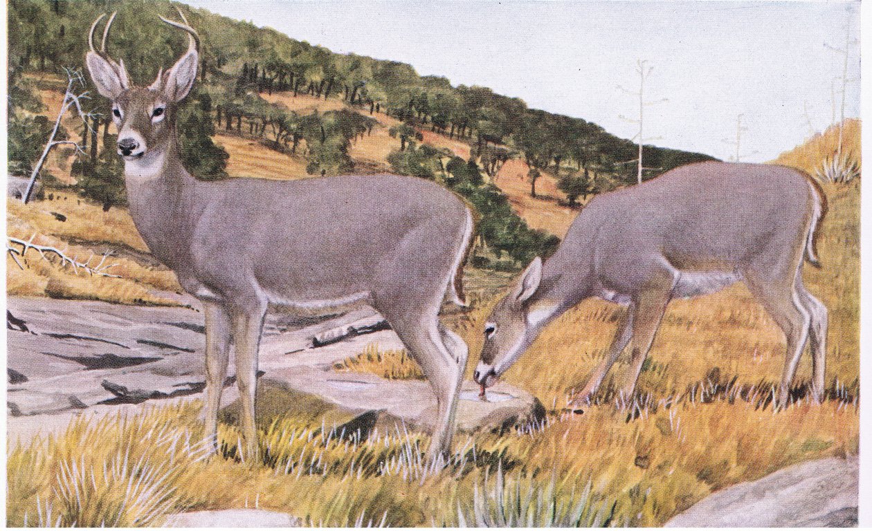 Arizona Whitetail lille og undvigende med en rustbrun pels om sommeren af Louis Agassiz Fuertes