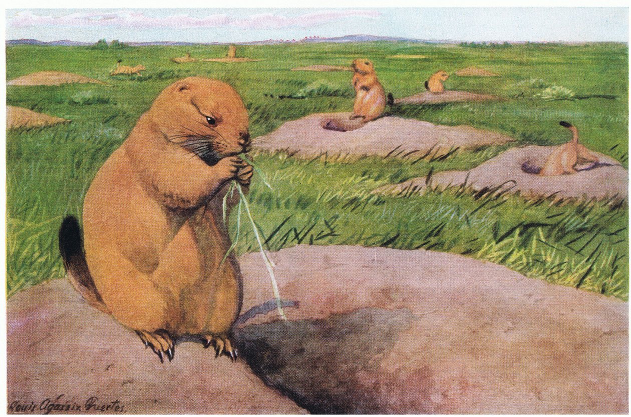 Black Tailed Prairie Dogs holder græsplæner korte for uhindret udsigt af Louis Agassiz Fuertes