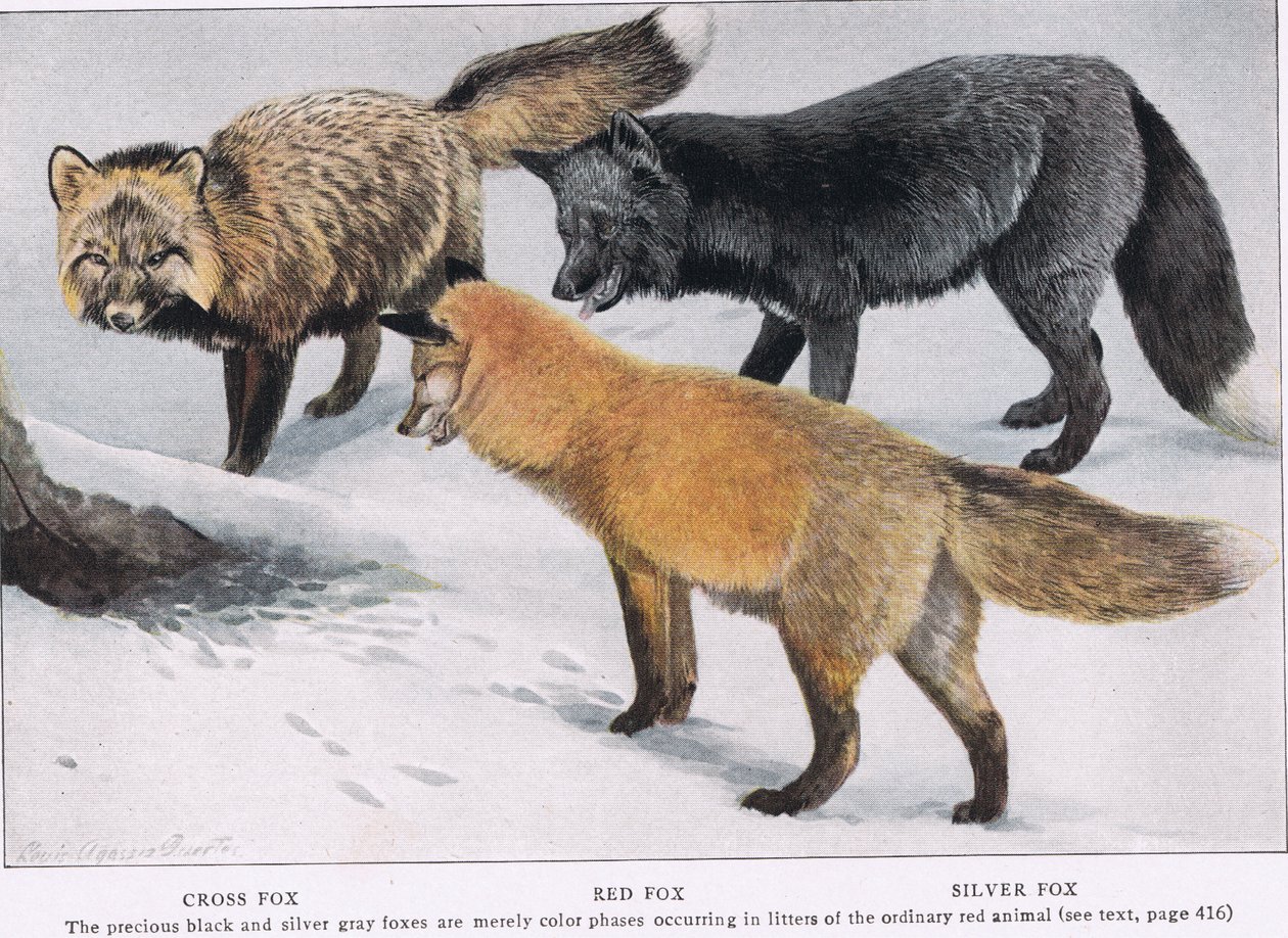 CrossRed og Silver Foxes af Louis Agassiz Fuertes