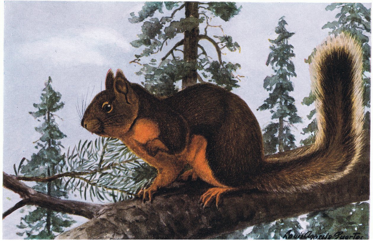 Douglas Squirrel lever midt i tårnhøje stedsegrønne planter af Louis Agassiz Fuertes
