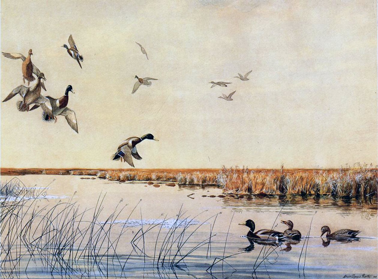 Ænder landing, 1919 af Louis Agassiz Fuertes