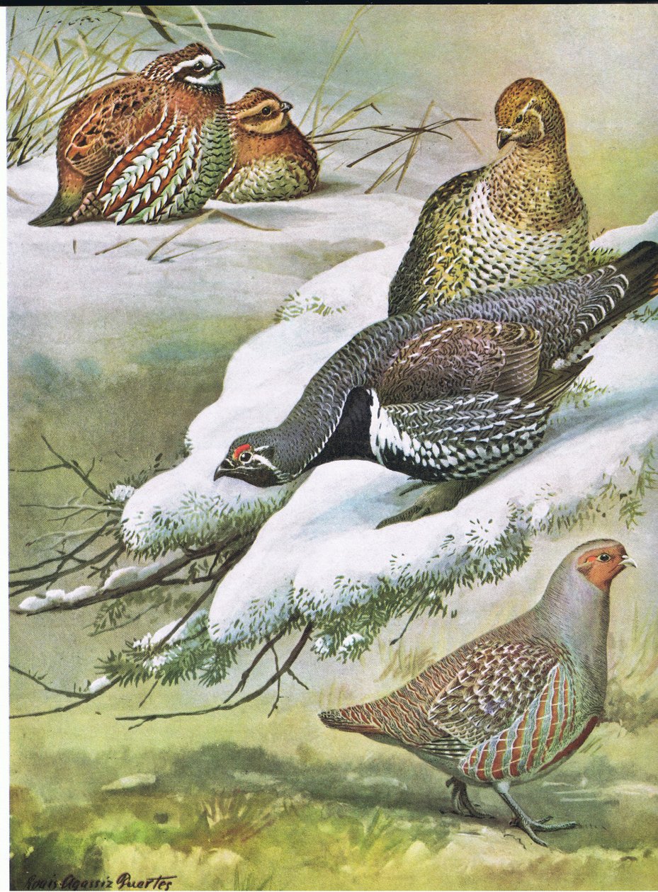 Eastern Bob-White, Canada Spruce Grouse, European Agerhøne af Louis Agassiz Fuertes