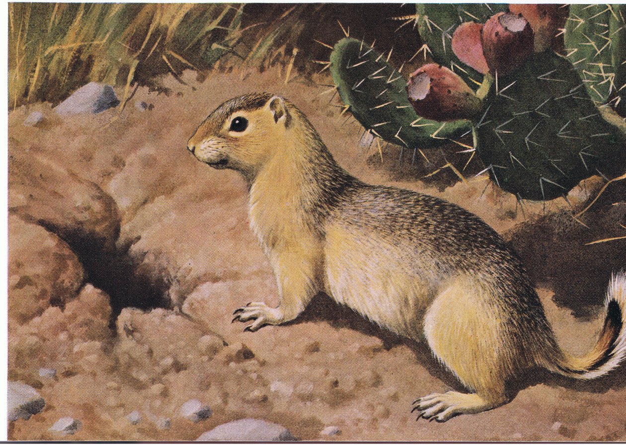 Eastern Chipmunk en tvangsmæssig leverandør, hvis mange skabe aldrig er tomme af Louis Agassiz Fuertes