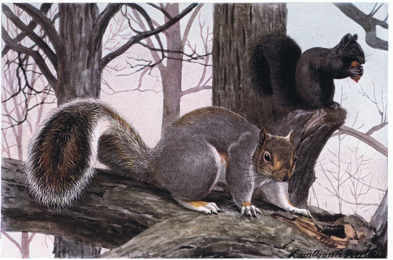 Eastern Grey Squirrel, pels er sort og tan tippet i hvid af Louis Agassiz Fuertes