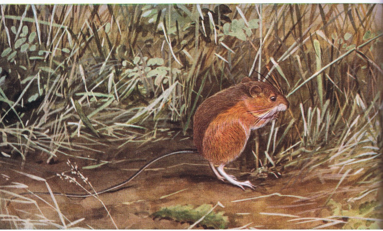 Meadow Jumping Mouse, lille mus, men kan springe otte fod i længden af Louis Agassiz Fuertes