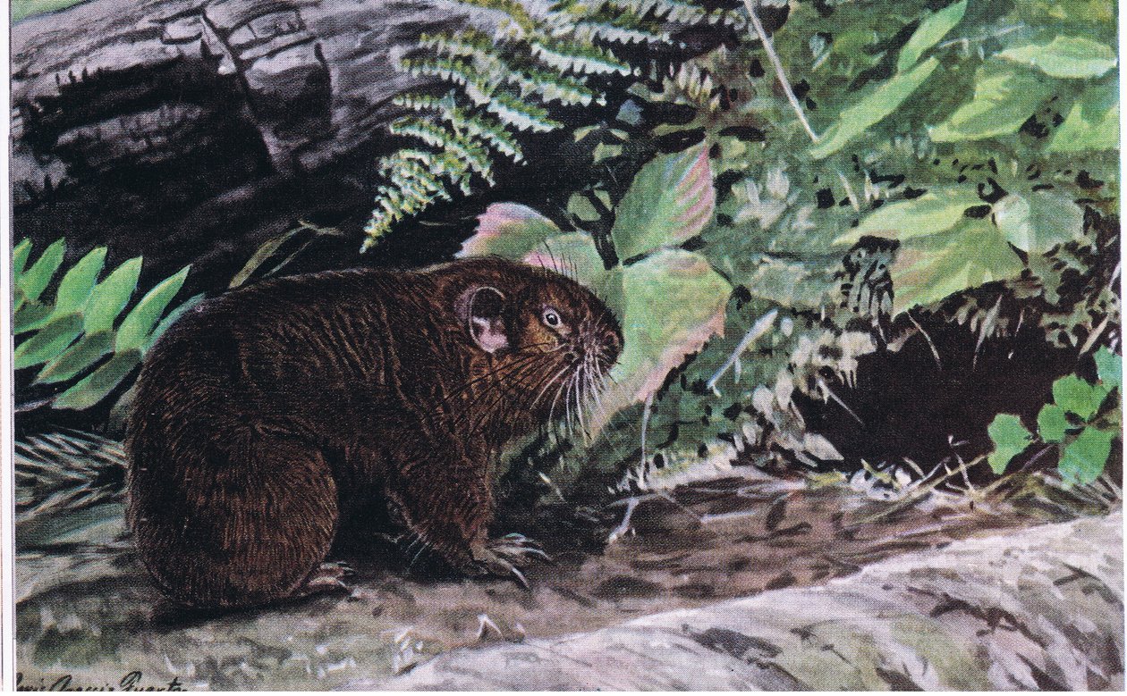 Mountain Beaver, der leder lange knurhår dem gennem mørke tunneler af Louis Agassiz Fuertes