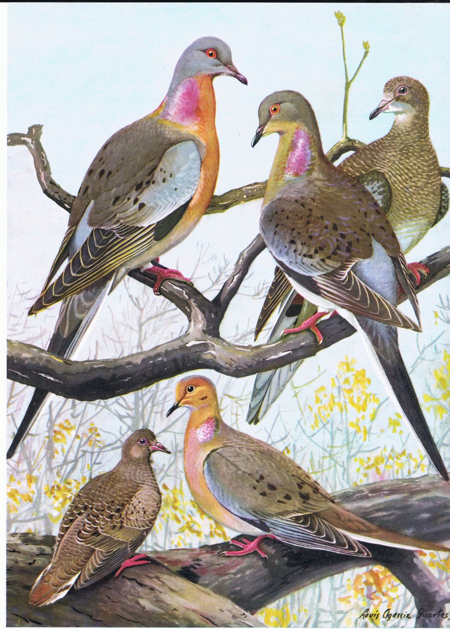 Passagerdue, Eastern Morning Dove af Louis Agassiz Fuertes
