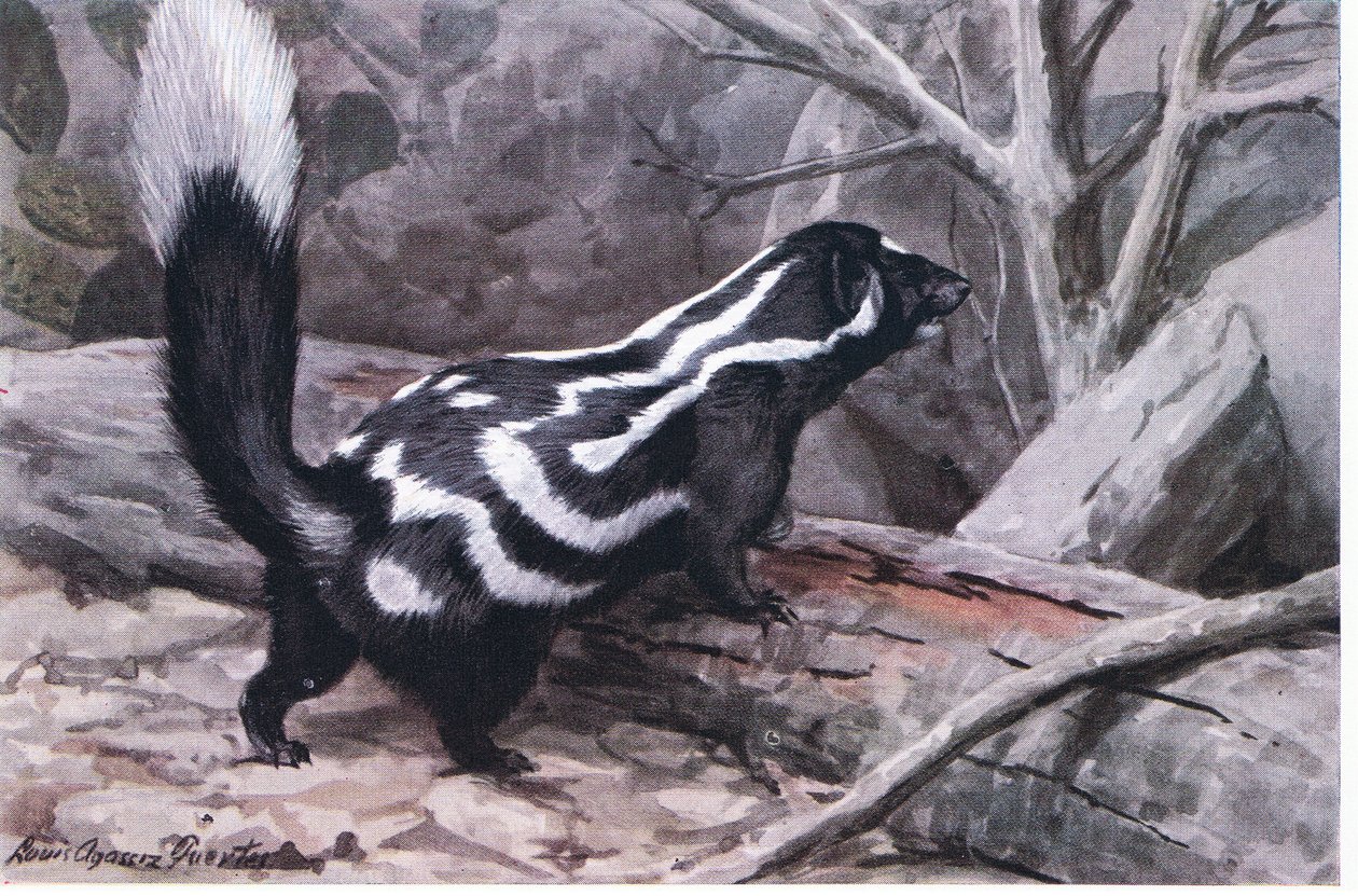 Spotted Skunk, en sporty zig-zag af pletter og striber dekorerer en blank pels. Den mindste af stinkdyrene af Louis Agassiz Fuertes