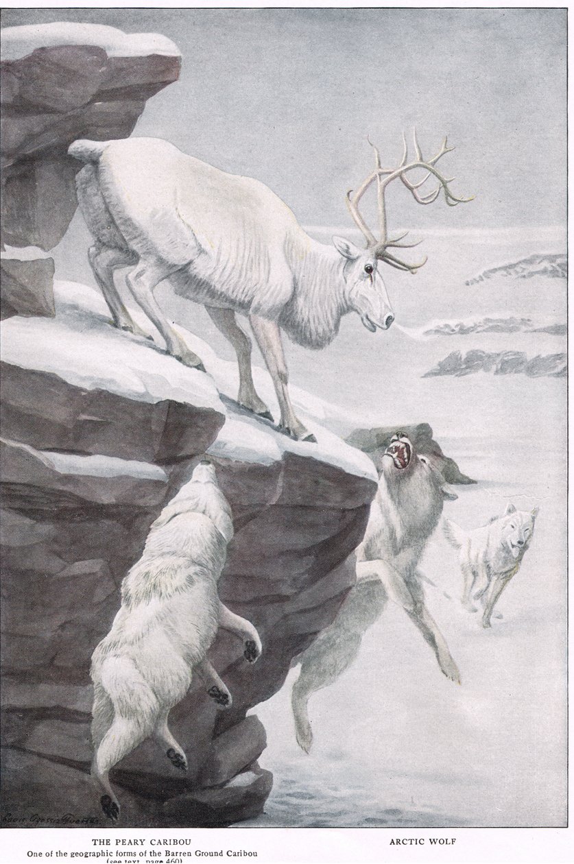 Peary Caribou af Louis Agassiz Fuertes
