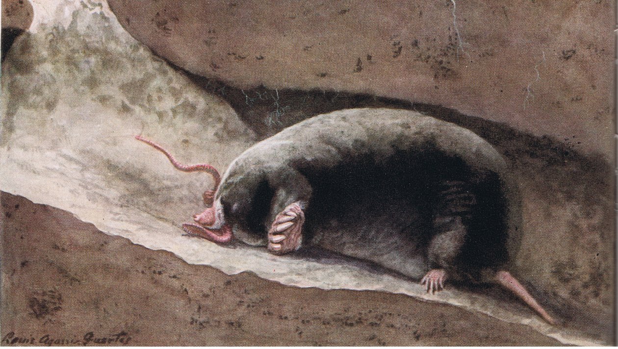Townsend Mole af Louis Agassiz Fuertes