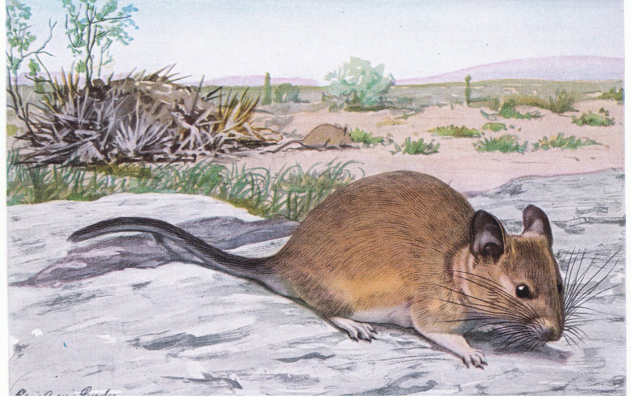 White Throated Wood Rat vibrerer halen, når den bliver alarmeret af Louis Agassiz Fuertes