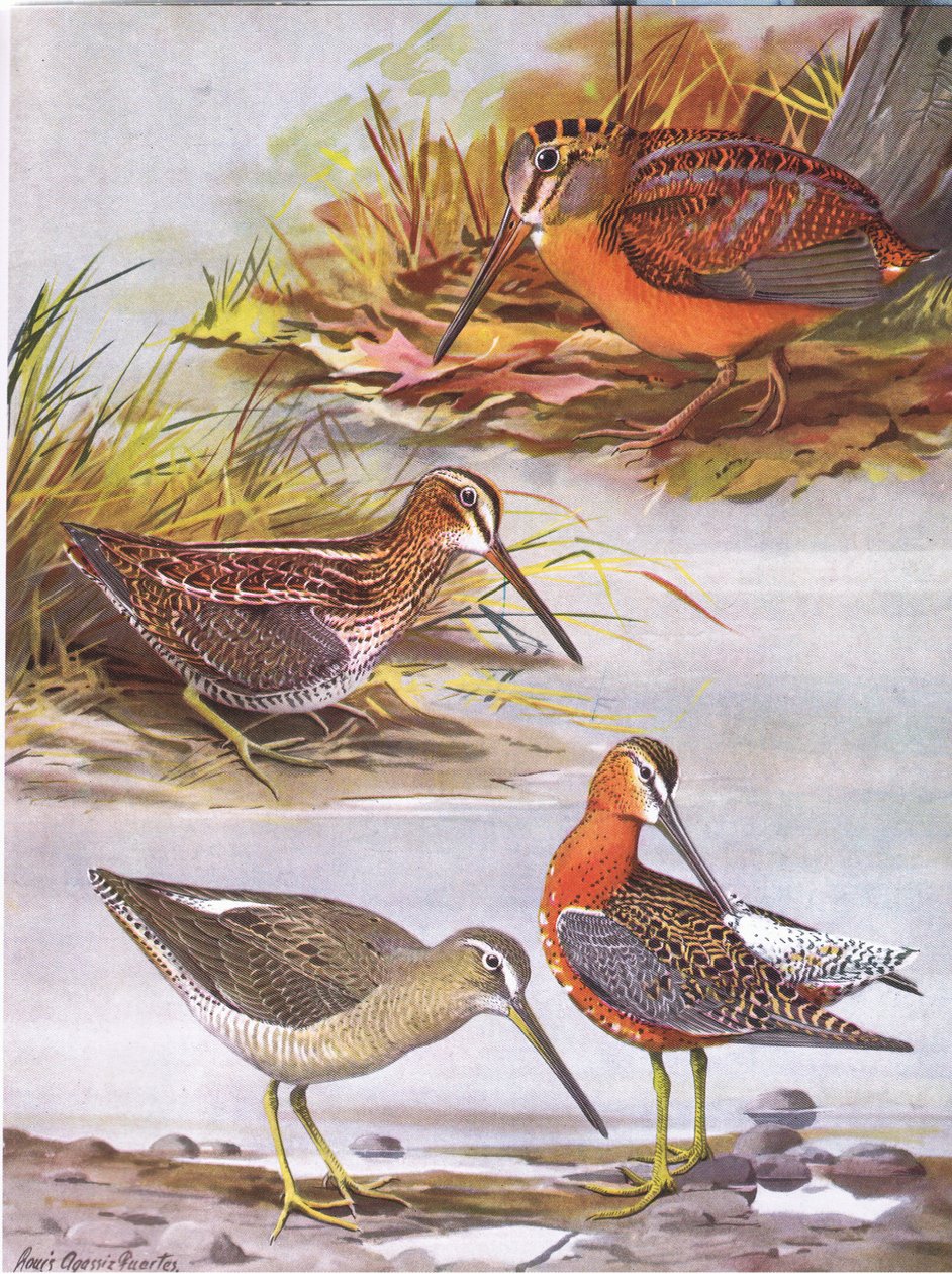 Wilsons Snipe, Eastern Dowitcher, American Woodcock af Louis Agassiz Fuertes
