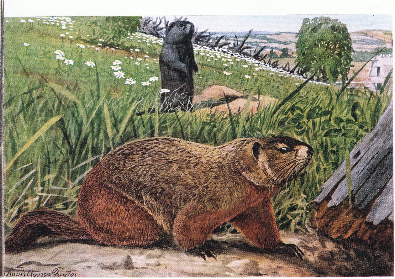 Woodchuck bedst kendt af alle murmeldyr, lever af græs af Louis Agassiz Fuertes