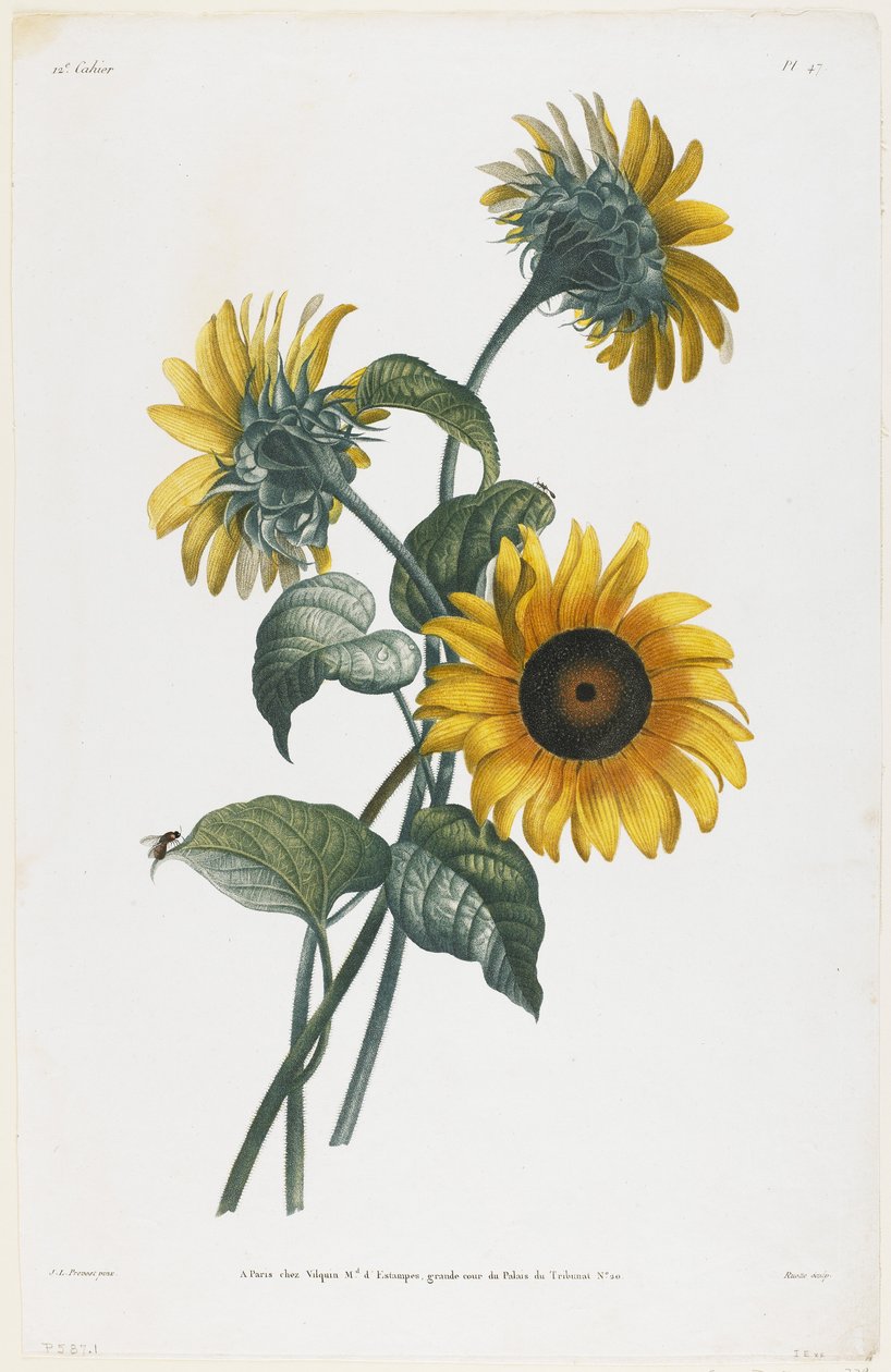 Studie af solsikker, 1805 (stiplet stik) af Louis Charles Ruotte