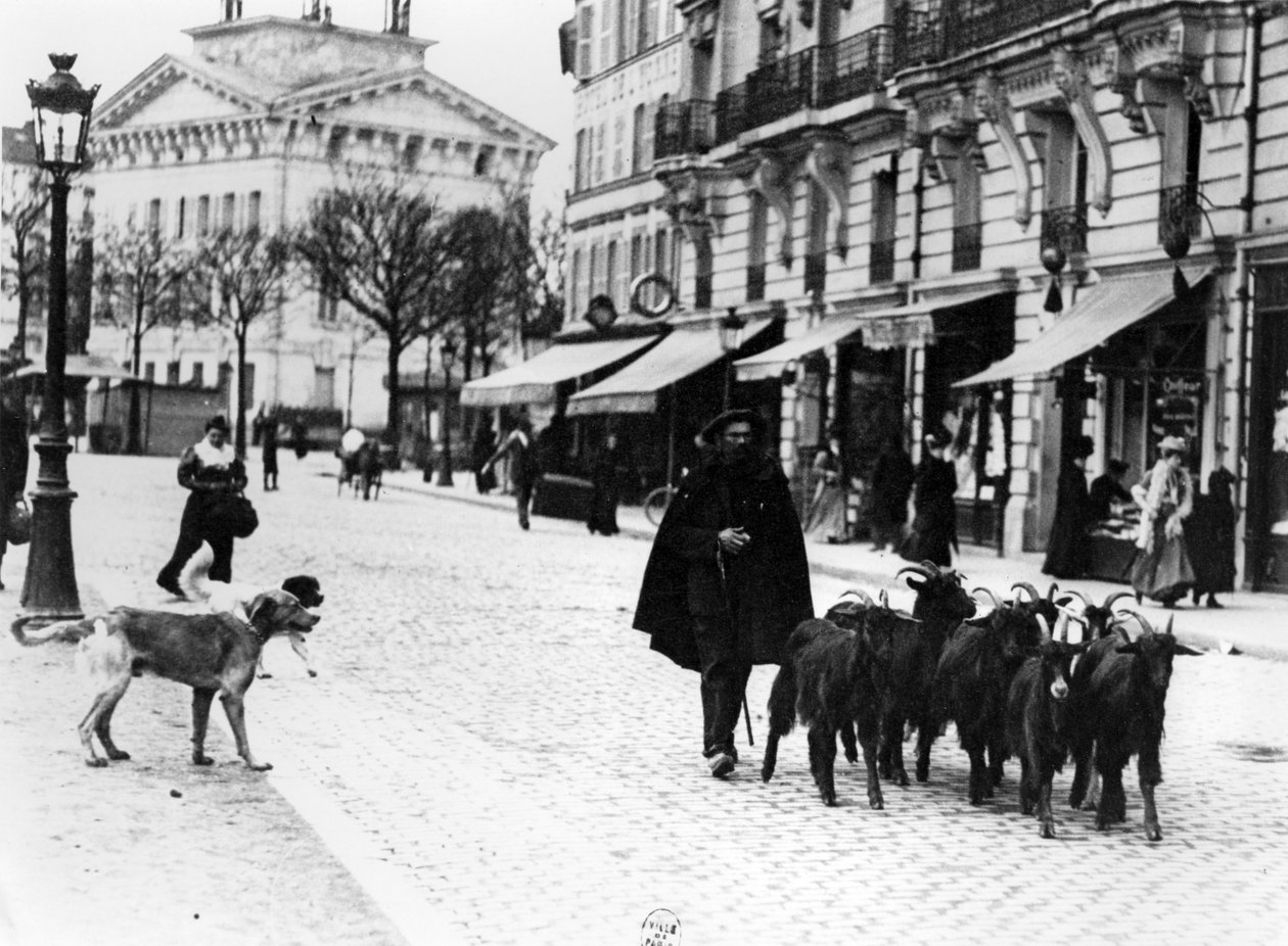 Gedehyrde driver sin gedeflokke i Cours de Vincennes, Paris, ca. 1900 (bw-foto) af Louis Vert