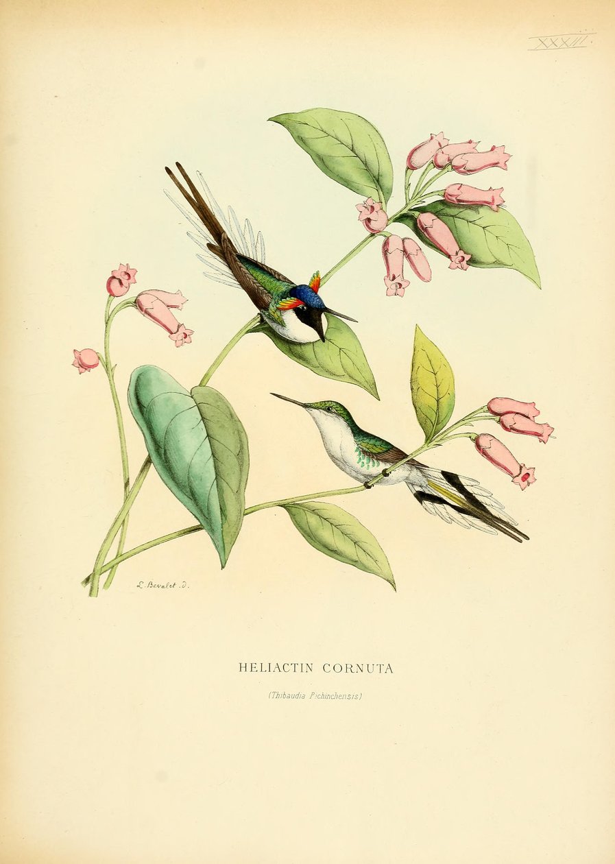 Heliactin cornuta af Louis Victor Bevalet