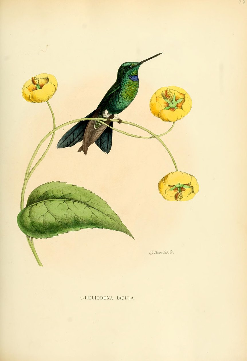 Heliodox dart af Louis Victor Bevalet